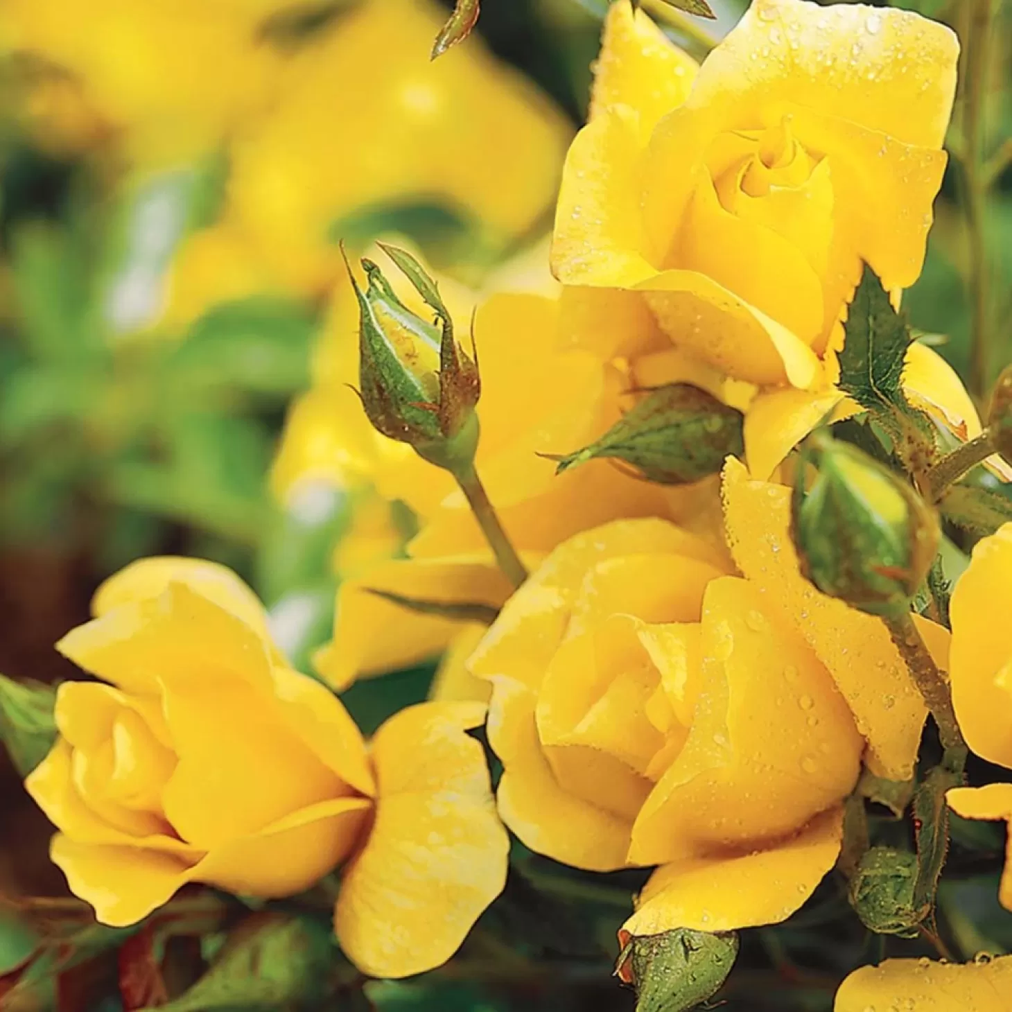 Roses>Roger's Gardens Yellow Simplicity - 5 Gallon