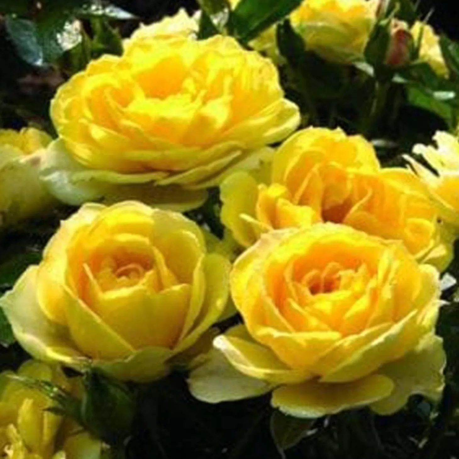 Roses>Roger's Gardens Yellow Sunblaze - 5 Gallon