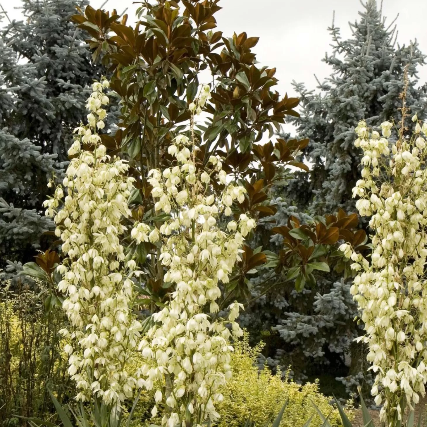 Landscape Plants>Roger's Gardens Yucca Recurvata - Soft Leaf Yucca - 5 Gallon